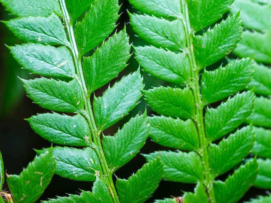 Polystichum aculeatum